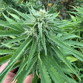 Bild von Wholesale Hemp Farms