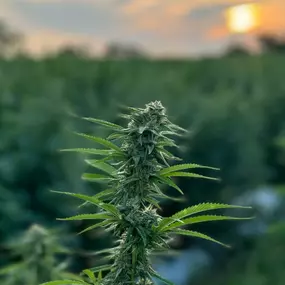 Bild von Wholesale Hemp Farms