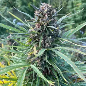 Bild von Wholesale Hemp Farms