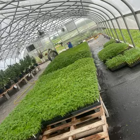 Bild von Wholesale Hemp Farms