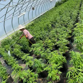 Bild von Wholesale Hemp Farms