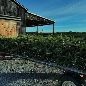 Bild von Wholesale Hemp Farms