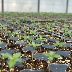 Bild von Wholesale Hemp Farms