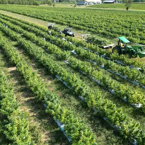 Bild von Wholesale Hemp Farms