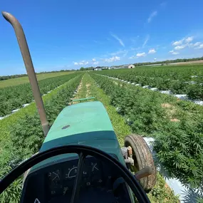 Bild von Wholesale Hemp Farms
