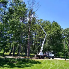 Bild von 33 Tree Service