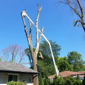 Bild von 33 Tree Service