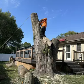 Bild von 33 Tree Service