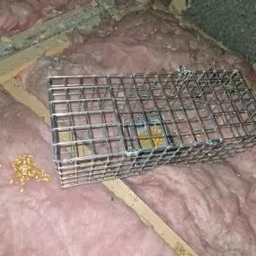 Bild von CLEAR-A-PEST Pest Control Ltd
