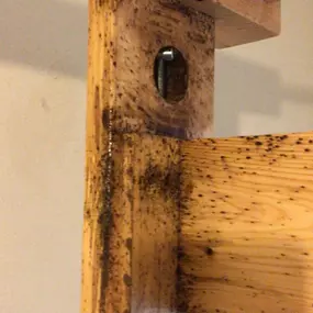 Bild von CLEAR-A-PEST Pest Control Ltd