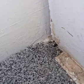 Bild von CLEAR-A-PEST Pest Control Ltd