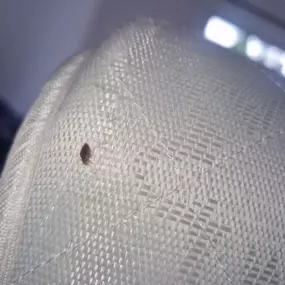 Bild von CLEAR-A-PEST Pest Control Ltd