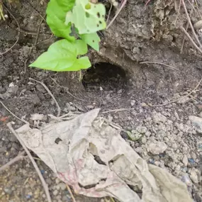 Bild von CLEAR-A-PEST Pest Control Ltd