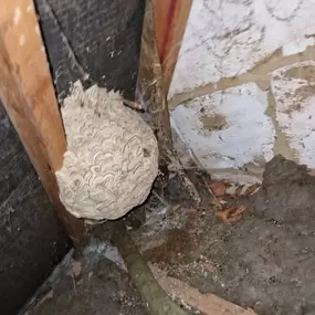 Bild von CLEAR-A-PEST Pest Control Ltd