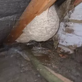 Bild von CLEAR-A-PEST Pest Control Ltd