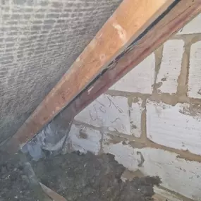 Bild von CLEAR-A-PEST Pest Control Ltd