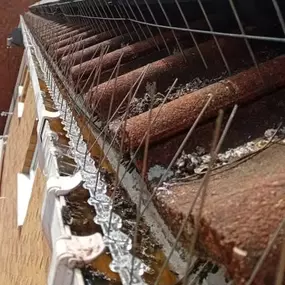 Bild von CLEAR-A-PEST Pest Control Ltd