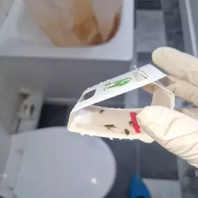 Bild von CLEAR-A-PEST Pest Control Ltd