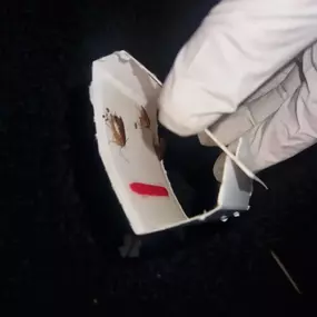 Bild von CLEAR-A-PEST Pest Control Ltd