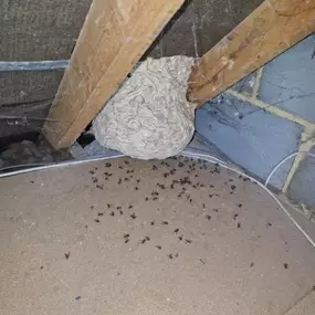 Bild von CLEAR-A-PEST Pest Control Ltd