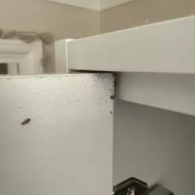 Bild von CLEAR-A-PEST Pest Control Ltd