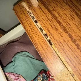 Bild von CLEAR-A-PEST Pest Control Ltd