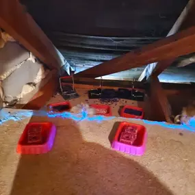 Bild von CLEAR-A-PEST Pest Control Ltd