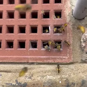 Bild von CLEAR-A-PEST Pest Control Ltd