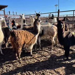 Bild von Northwest Veterinary and Supply - Mitchell Vet Shack