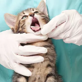 Bild von Ark La Tex Animal Clinic