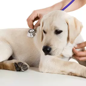 Bild von Ark La Tex Animal Clinic