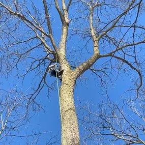 Bild von Allan's Tree Service, LLC