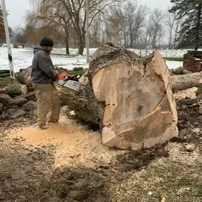 Bild von Allan's Tree Service, LLC