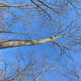 Bild von Allan's Tree Service, LLC