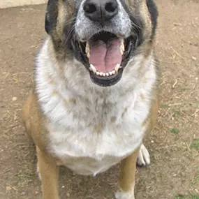 Bild von Almost Home Pet Resort