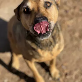 Bild von Almost Home Pet Resort