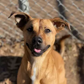 Bild von Almost Home Pet Resort