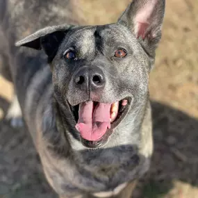 Bild von Almost Home Pet Resort