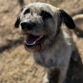 Bild von Almost Home Pet Resort