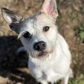Bild von Almost Home Pet Resort