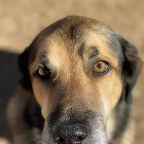 Bild von Almost Home Pet Resort