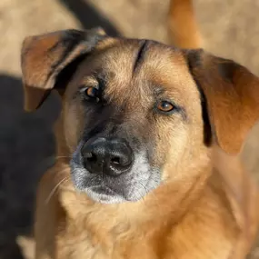 Bild von Almost Home Pet Resort