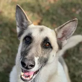 Bild von Almost Home Pet Resort