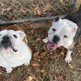 Bild von Almost Home Pet Resort