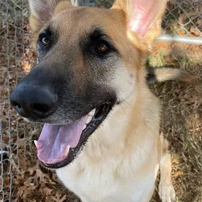 Bild von Almost Home Pet Resort
