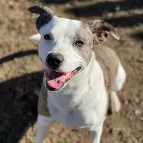 Bild von Almost Home Pet Resort