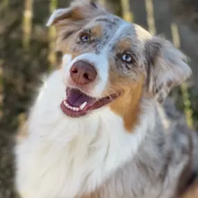 Bild von Almost Home Pet Resort