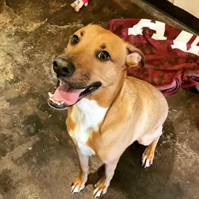 Bild von Almost Home Pet Resort