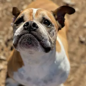 Bild von Almost Home Pet Resort