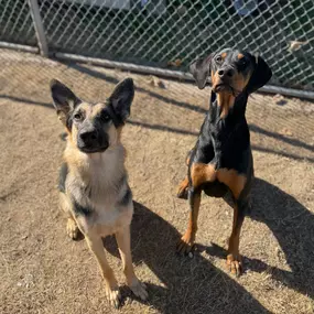 Bild von Almost Home Pet Resort